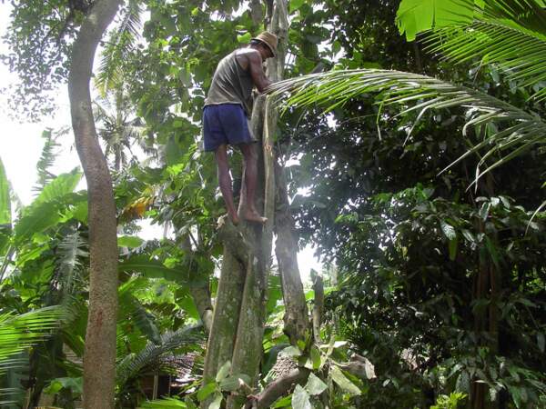 Pour couper un arbre dans le village de Bebekan, cet homme est grimpé à 15 m du sol sans corde (Java, Indonésie).