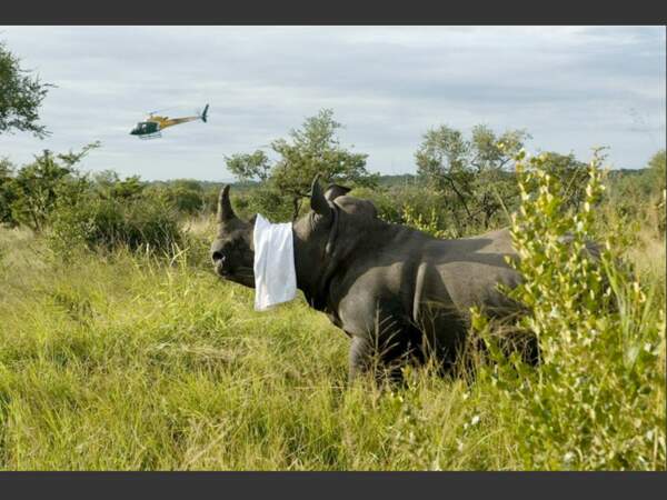 Un rhinocéros que les braconniers n'auront pas