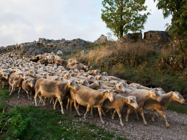 Des moutons rejoignent leurs estives près du Mont Lozère, en Languedoc-Roussillon