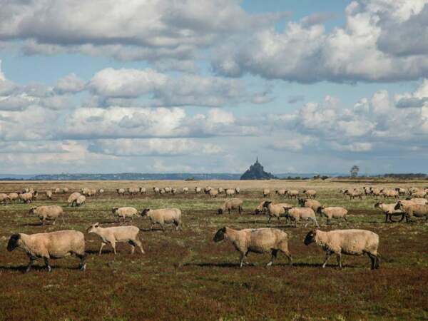 Des moutons paissent dans la baie du Mont-Saint-Michel