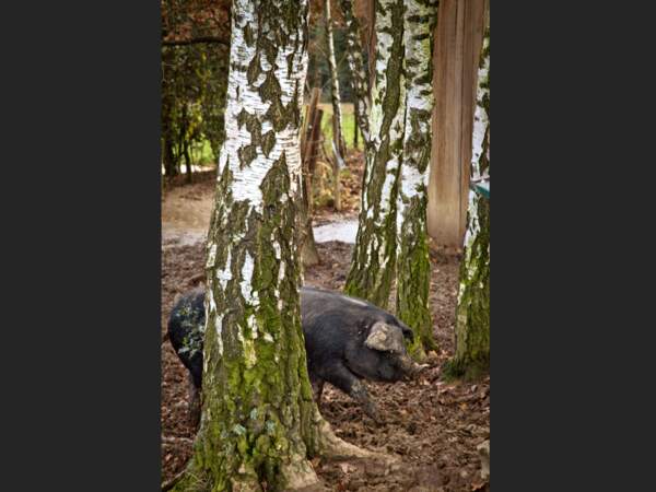 Le cochon noir de Bigorre est friand de glands