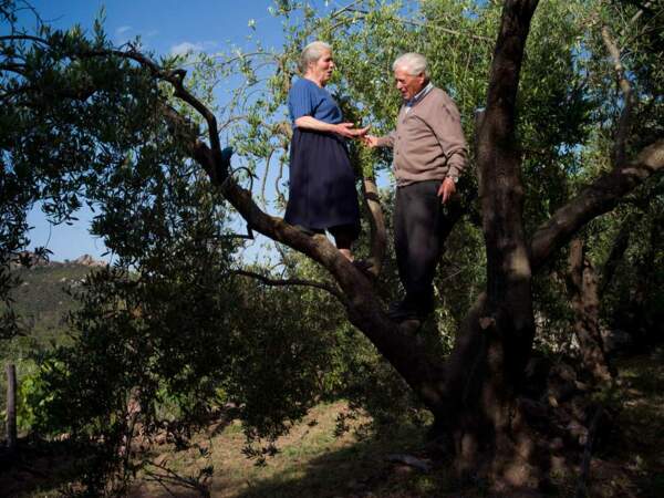 Dario et Elvira, 80 ans passés, continuent de s’occuper de leurs oliviers