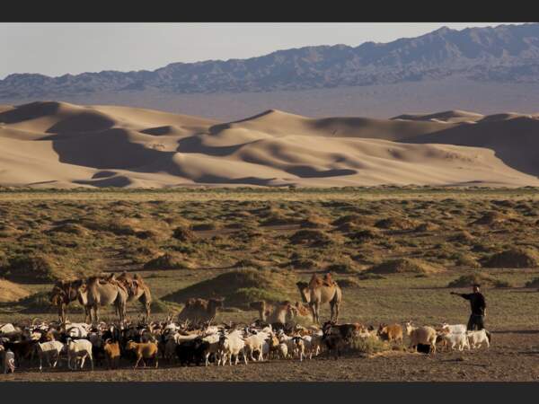 Troupeau de chèvres dans la province du Sud-Gobi, en Mongolie