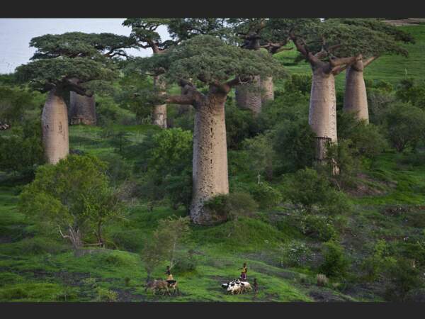 Baobabs dans la forêt d'Ampanonga, à Madagascar