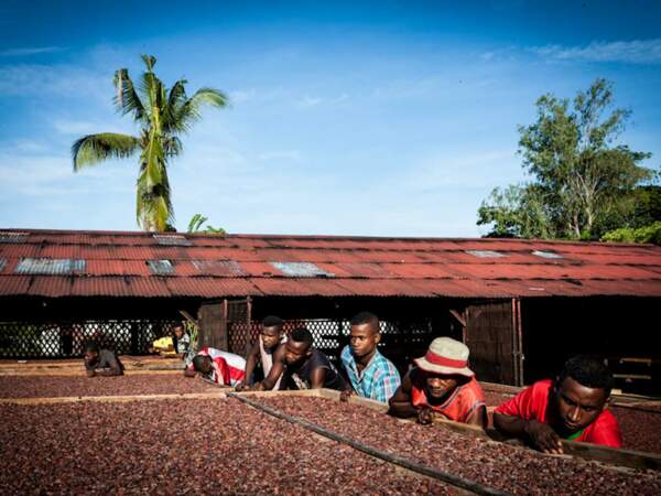 Des fèves de cacao sèchent au soleil sur l'île de Madagascar