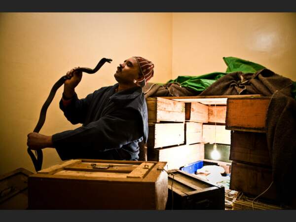 Ahmed, charmeur de serpents, exerce son métier sur la place Djemáa el-Fna de Marrakech, au Maroc. 