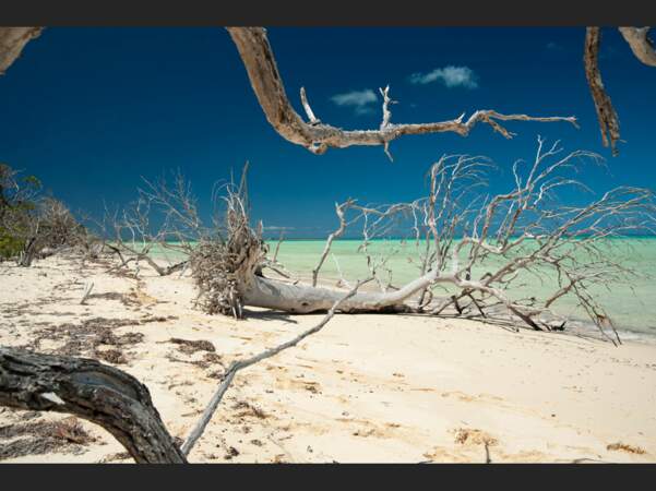 Bois mort sur une plage du nord d'Ouvéa, en Nouvelle-Calédonie