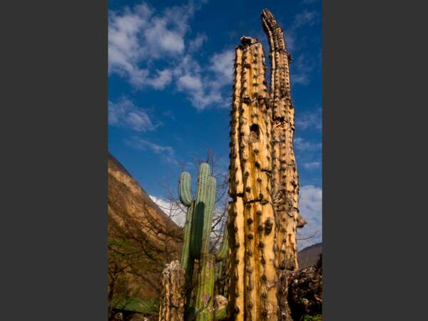 Le sentier qui mène jusqu'à Choquequirao, au Pérou, a parfois des airs de décor de western.