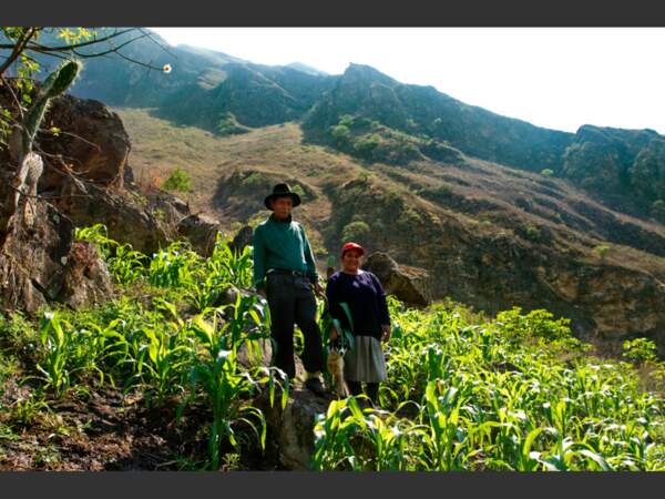 Ces paysans sont des descendants directs des communautés agraires de l'empire inca, au Pérou.