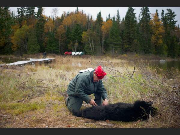La chasse à l'ours est une activité rituelle chez les Atikamekw (Québec, Canada).