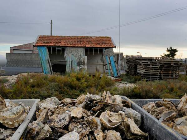 Dans le bassin de Marennes-Oléron, les cabanes de certains ostréiculteurs ont mauvaise mine (France).