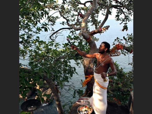 Un prêtre fait bruler de l'encens dans un « ficus religiosa », au Sri Lanka.