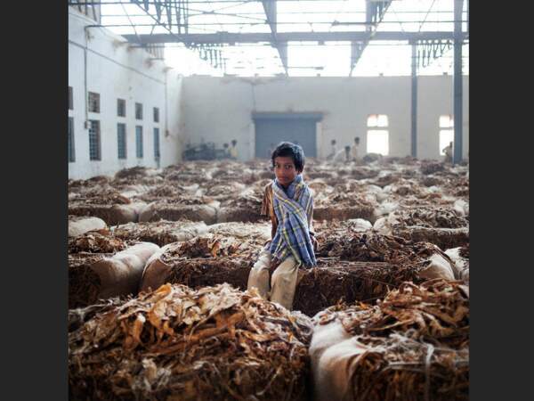 Enfants dans les usines de tabac indiennes