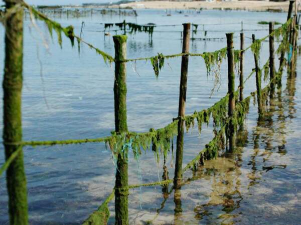 Ces clôtures servent à retenir et accrocher les algues, à Nusa Dua, dans la péninsule de Bukit, sur l'île de Bali, en Indonésie