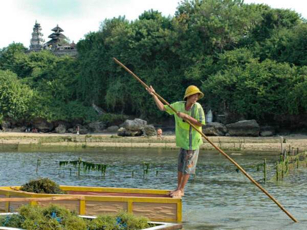 Un jeune homme utilise une barque à fond plat pour ramasser les algues, à Nusa Dua, dans la péninsule de Bukit, sur l'île de Bali, en Indonésie