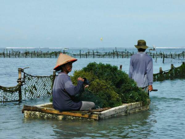 Deux hommes tirent leur barque le long des clôtures à algues, à Nusa Dua, dans la péninsule de Bukit, sur l'île de Bali, en Indonésie