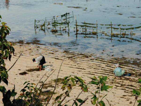 Des villageois trient les algues sur la plage, à Nusa Dua, dans la péninsule de Bukit, sur l'île de Bali, en Indonésie