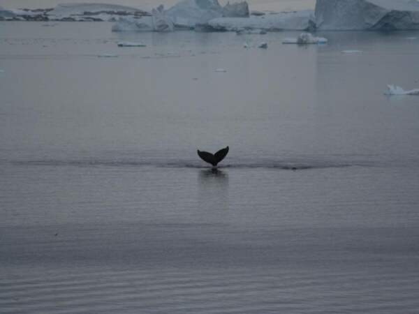 Plongeon d’une baleine à bosse dans le canal Lemaire, en Antarctique