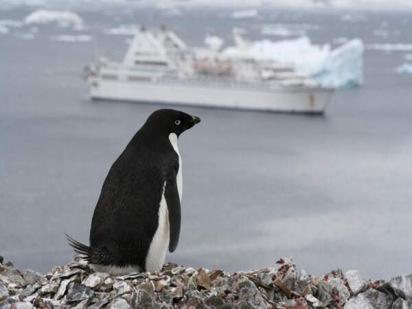 Un manchot Adélie contemple un navire, sur Devil Island, en Antarctique
