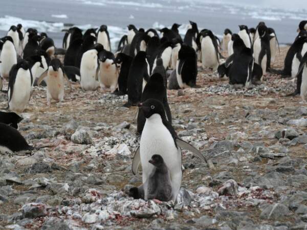 Un manchot Adélie protège son petit sur Devil Island, en Antarctique