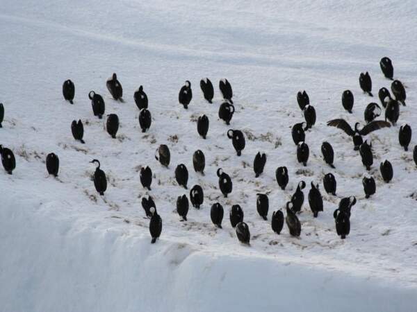 Une colonie de cormorans impériaux en mer de Weddell, en Antarctique