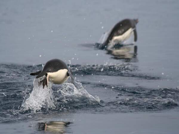 Des manchots Adélie sautent hors de l’eau en mer de Weddell, en Antarctique