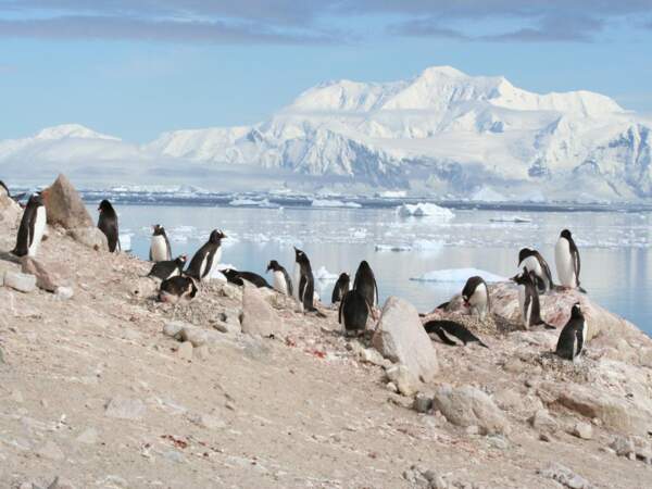 Les manchots papou de Neko Harbour, en Antarctique
