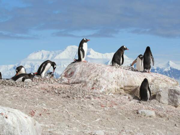 Manchots papou à Neko Harbour, en Antarctique