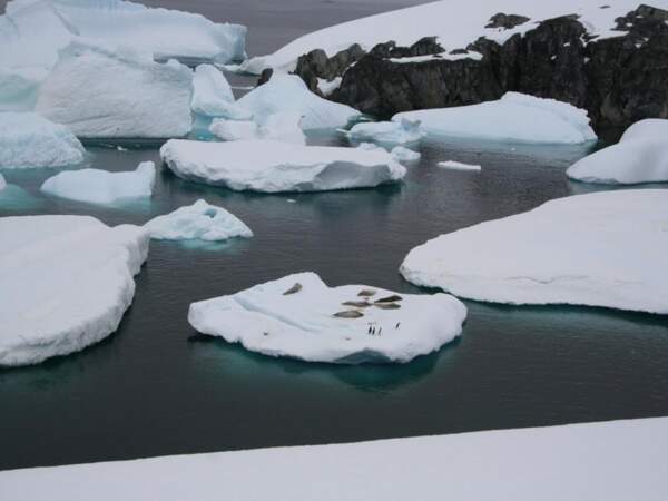 Phoques crabiers à Petermann Island, en Antarctique