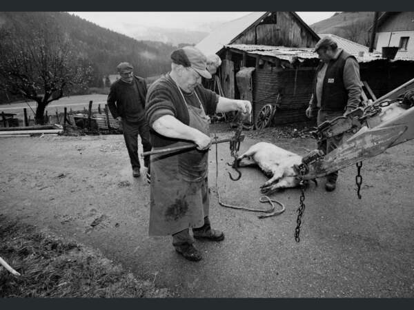 L’heure de tuer le cochon, dans cette ferme située dans la vallée de la Tarentaise, en Savoie (Rhône-Alpes, France).