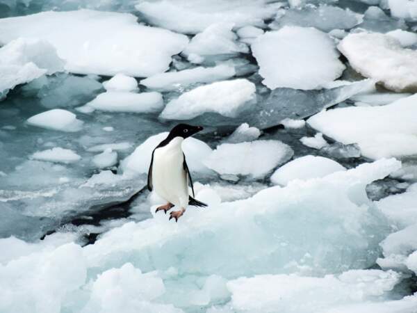 Manchot Adélie de l’île de Ross, en Antarctique.