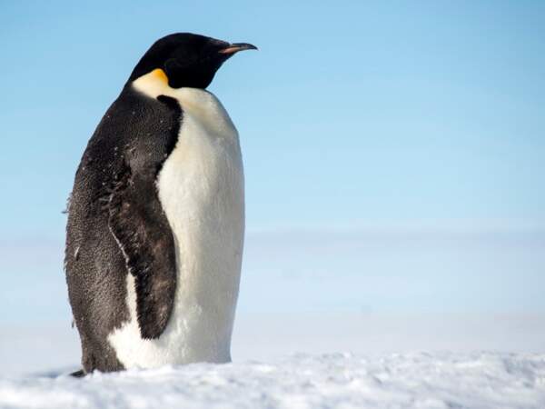 Le manchot Empereur parcourt chaque année une centaine de kilomètres à travers l’Antarctique, à la recherche de nourriture.