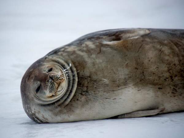 Le phoque de Weddell vit exclusivement en Antarctique. 