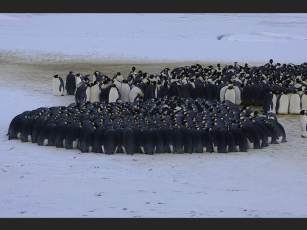 Lorsque les températures chutent en Terre Adélie, les manchots empereurs se regroupent en « tortue » pour se tenir chaud (Antarctique).
