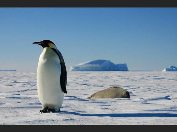 Un manchot empereur, un phoque et des icebergs : nous sommes bien en Terre Adélie (Antarctique) !
