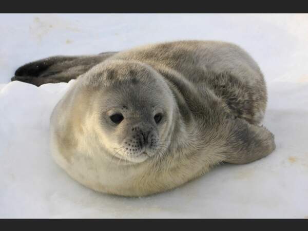 Les bébés phoques de Weddell commencent à naître début octobre, en Terre Adélie (Antarctique).
