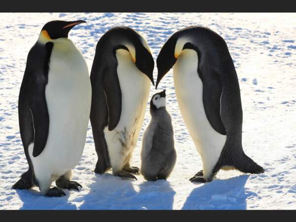 Les manchots empereurs adultes continuent de veiller sur leur petit au début de son émancipation (Antarctique).