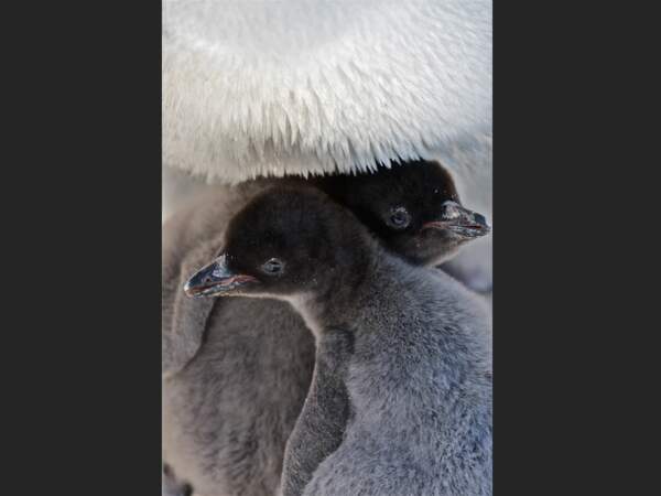 Les poussins Adélie naissent à la période de Noël et s'émancipent vers le mois de février, en Terre Adélie (Antarctique).