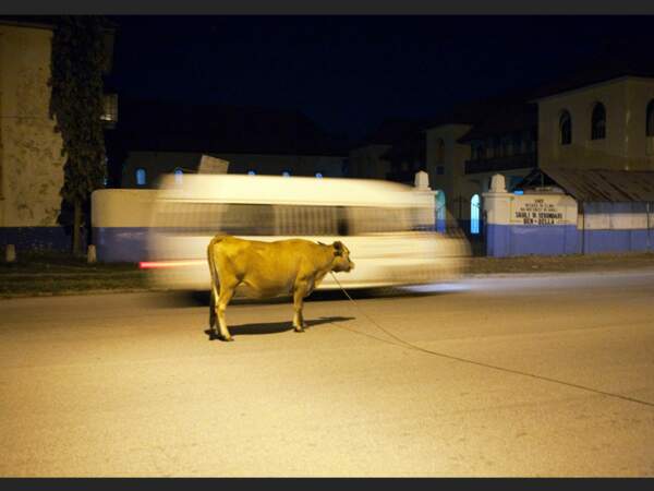 A Dar Es Salam, la capitale de la Tanzanie, une vache s'est mis en tête de prendre le bus.