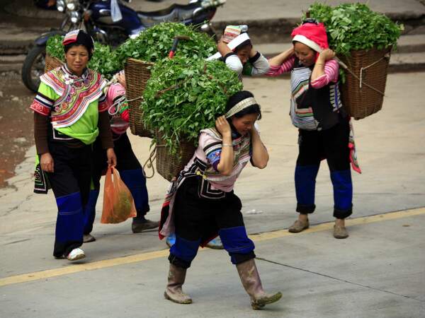 Chine : Femmes Yi avec leur récolte de feuilles de thé