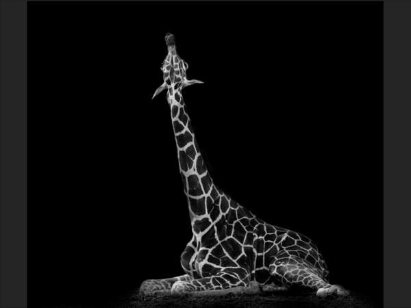 La girafe est l’animal le plus haut de la planète. 