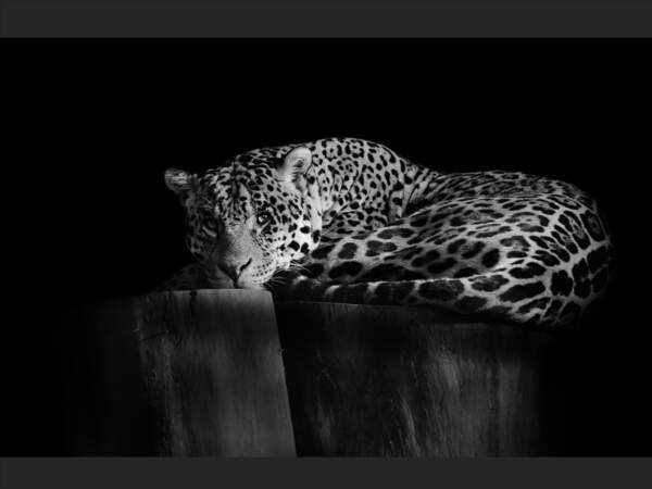 Le léopard est souvent confondu avec le jaguar, l’once et le guépard. 
