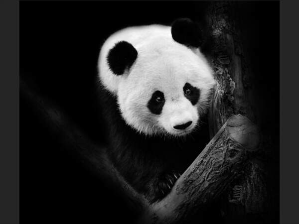 Le panda géant survit en Chine dans un habitat réduit et morcelé. 