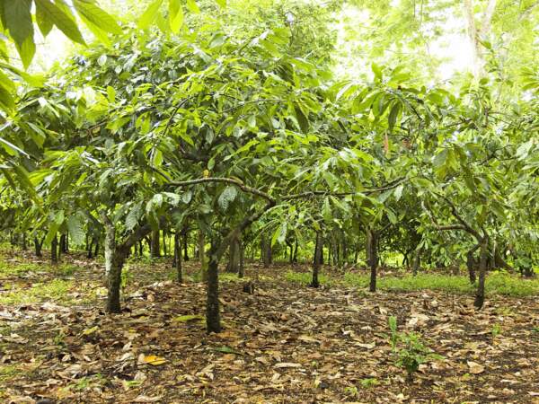 Plantation de cacaoyers