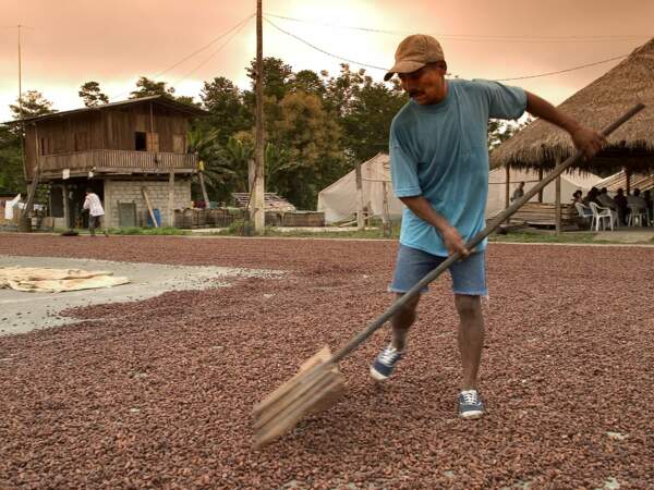 Un homme ratisse les fèves de cacao.