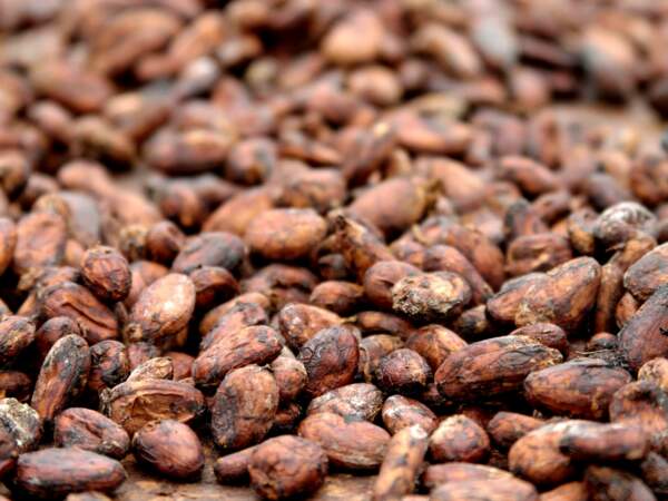 Gros plan sur des fèves de cacao