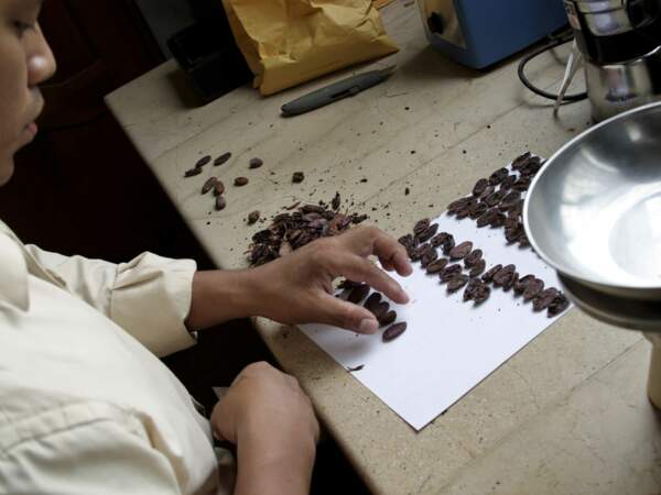Tests des fèves de cacao