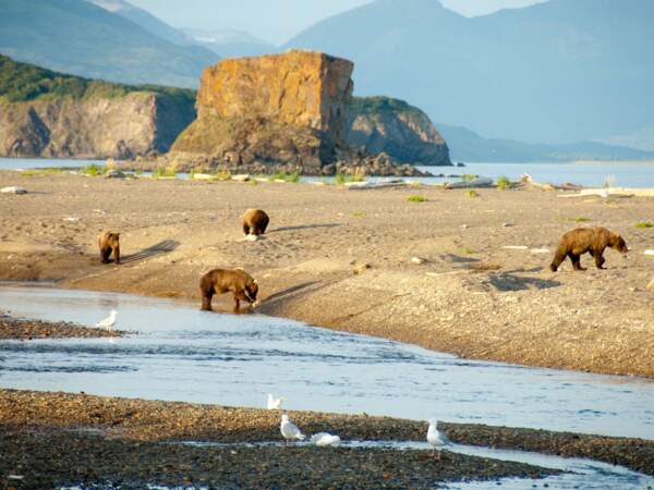Grizzlis sur la plage, Parc National Katmai, aux États-Unis