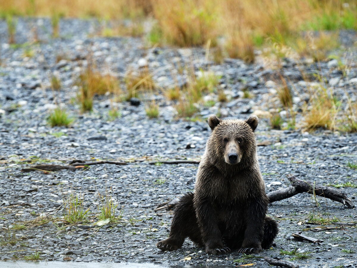 Les Ours De L le Kodiak GEO les-ours-de-l-le-kodiak-geo