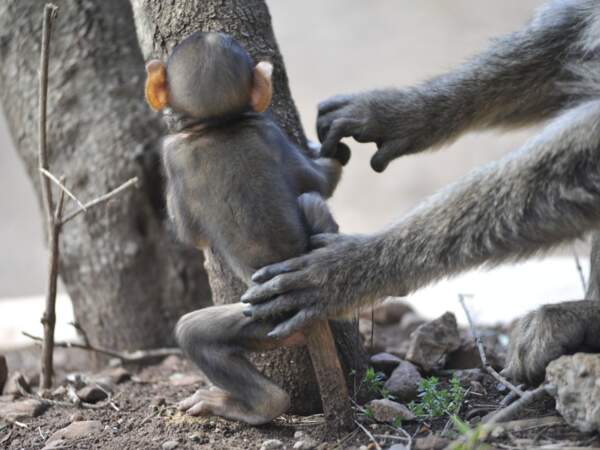 Le macaque berbère (Algérie) est considéré comme une espèce en voie de disparition. 